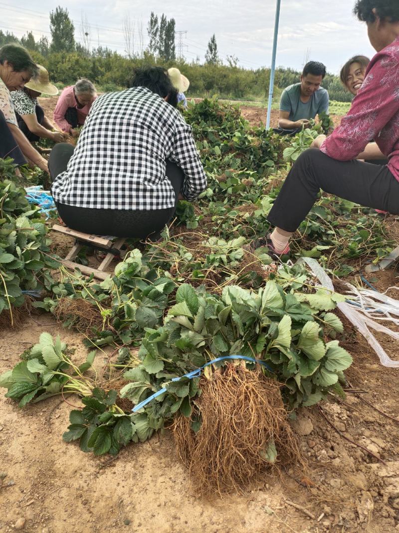 奶油红颜草莓苗建德白露芊雪微黄东方凤凰草莓苗种苗