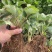 奶油红颜草莓苗建德白露芊雪微黄东方凤凰草莓苗种苗