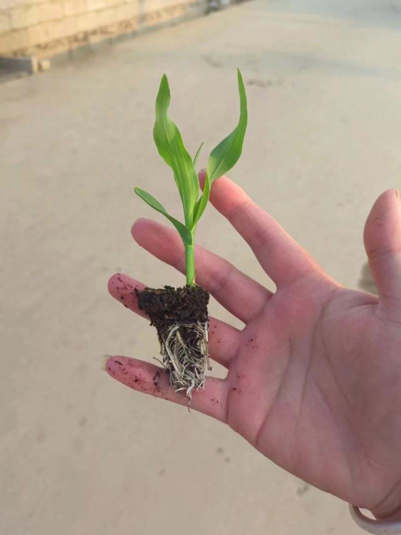 玉米苗，穴盘苗，可预定，可加工。无病害易成活。