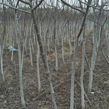 出核桃树，8518，香玲，文玩核桃