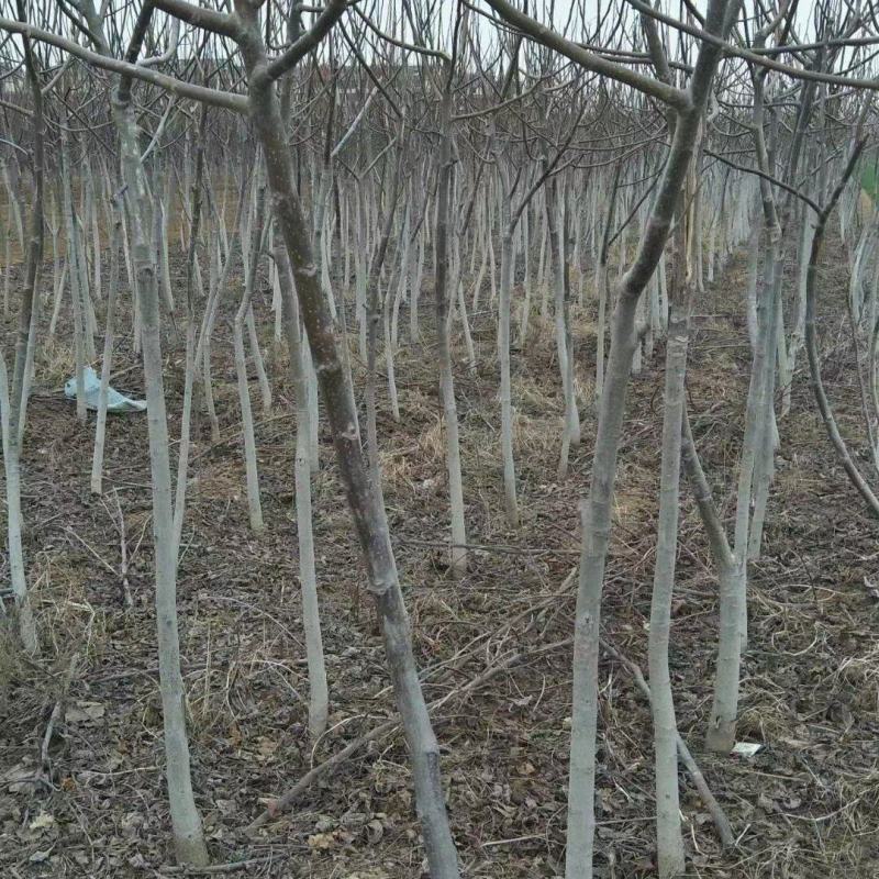 出核桃树，8518，香玲，文玩核桃