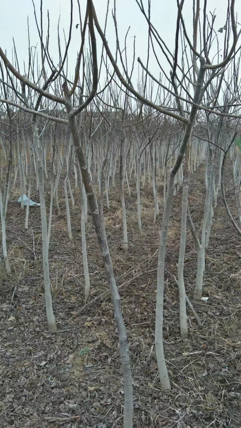 出核桃树，8518，香玲，文玩核桃