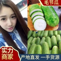 水果冬瓜小冬瓜毛节瓜吊瓜供应电商1-2斤快递代发