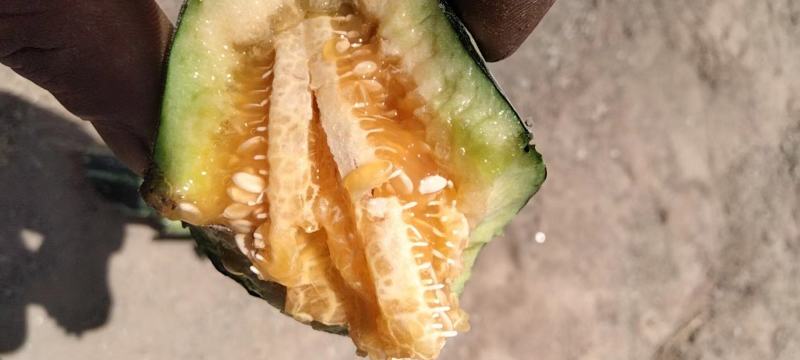 绿宝石甜瓜1斤以上，脆甜可口，希望全国各地前来采购