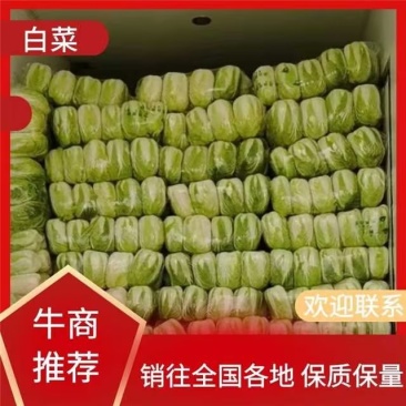 【推荐】河北精品白菜，一手货源，基地直发，诚信经营