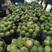 安徽西瓜早春红玉，西瓜，基地直供，货源充足，质量保证。