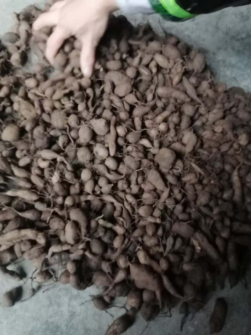 正宗野生小紫藤三叶青，品质保证，对接全国，欢迎来电采购！