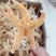 精品海星、正品保证可批发可零售量大从优