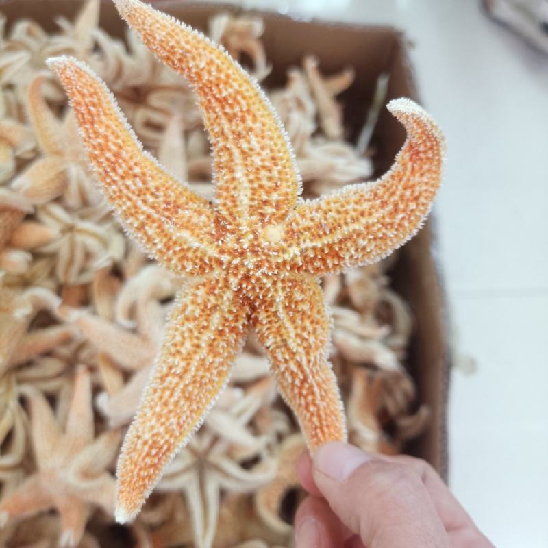 精品海星、正品保证可批发可零售量大从优