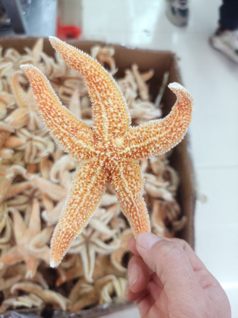 精品海星、正品保证可批发可零售量大从优