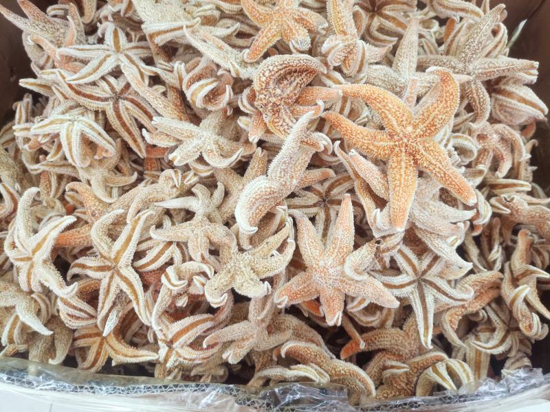 精品海星、正品保证可批发可零售量大从优