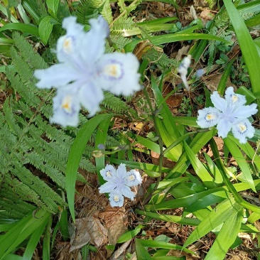 蝴蝶花凫翳、铁扁担、燕子花、蓝花铰剪、紫燕、豆豉草、开喉