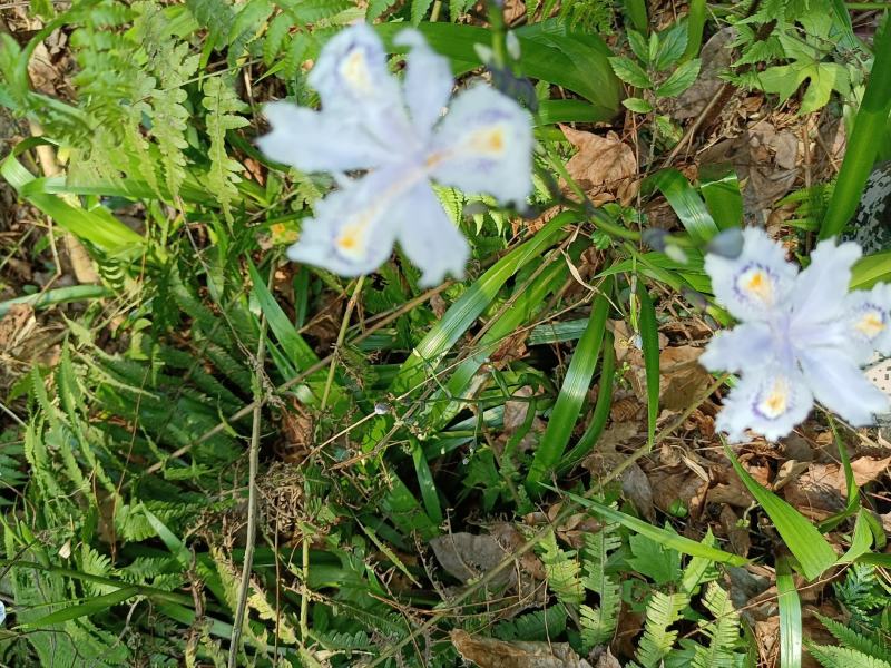 蝴蝶花凫翳、铁扁担、燕子花、蓝花铰剪、紫燕、豆豉草、开喉