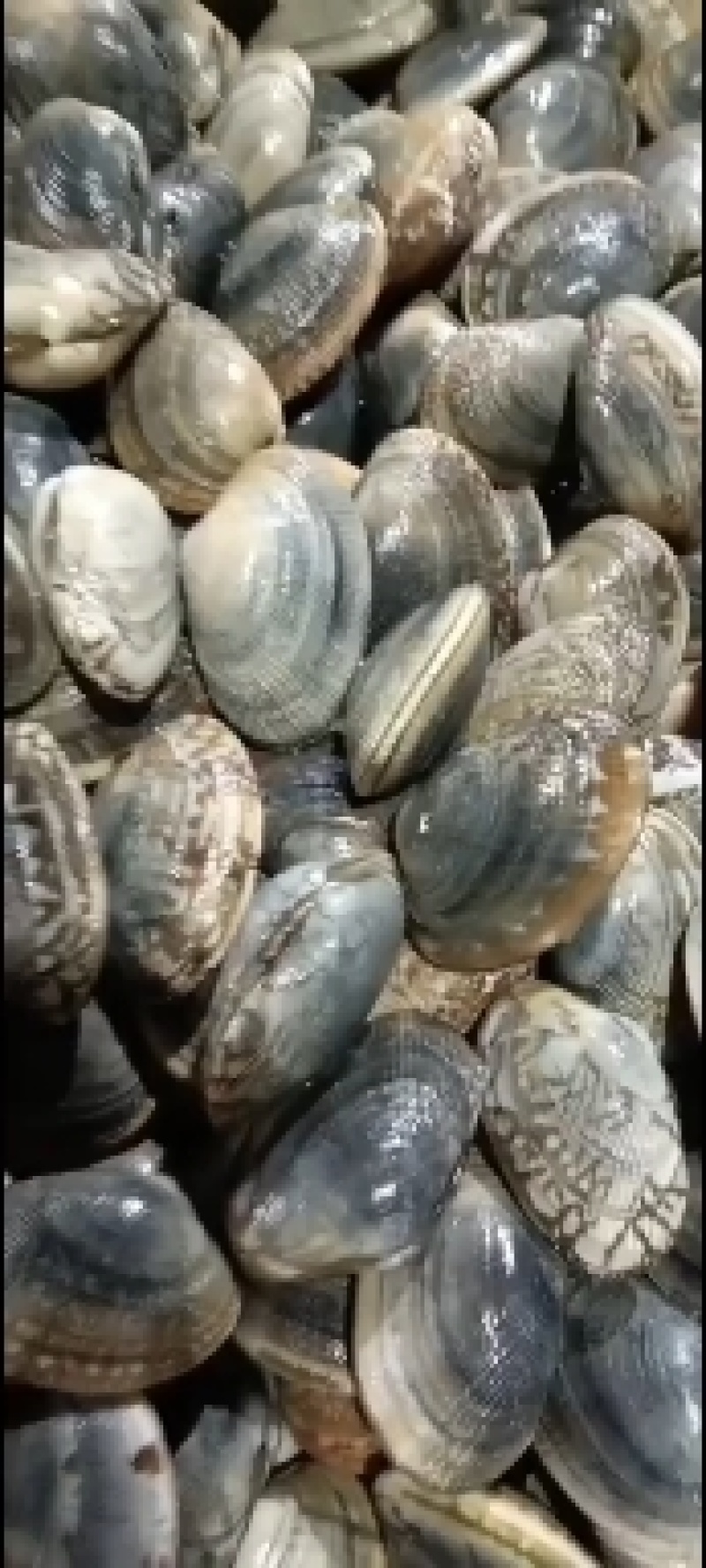 辽宁东港三禾水产，精品花蛤全国发货欢迎采购