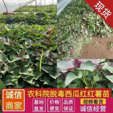 脱毒西瓜红红薯苗，可免费技术指导