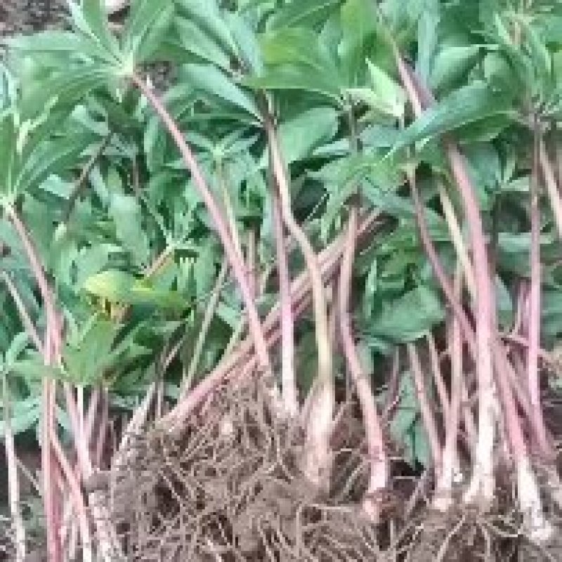 重楼苗