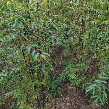 野鸦椿野鸦椿树苗1一4公分有现货供应！