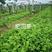 肥田萝卜种子优质天然绿肥种子果树优选品种增肥土壤