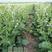 肥田萝卜种子优质天然绿肥种子果树优选品种增肥土壤