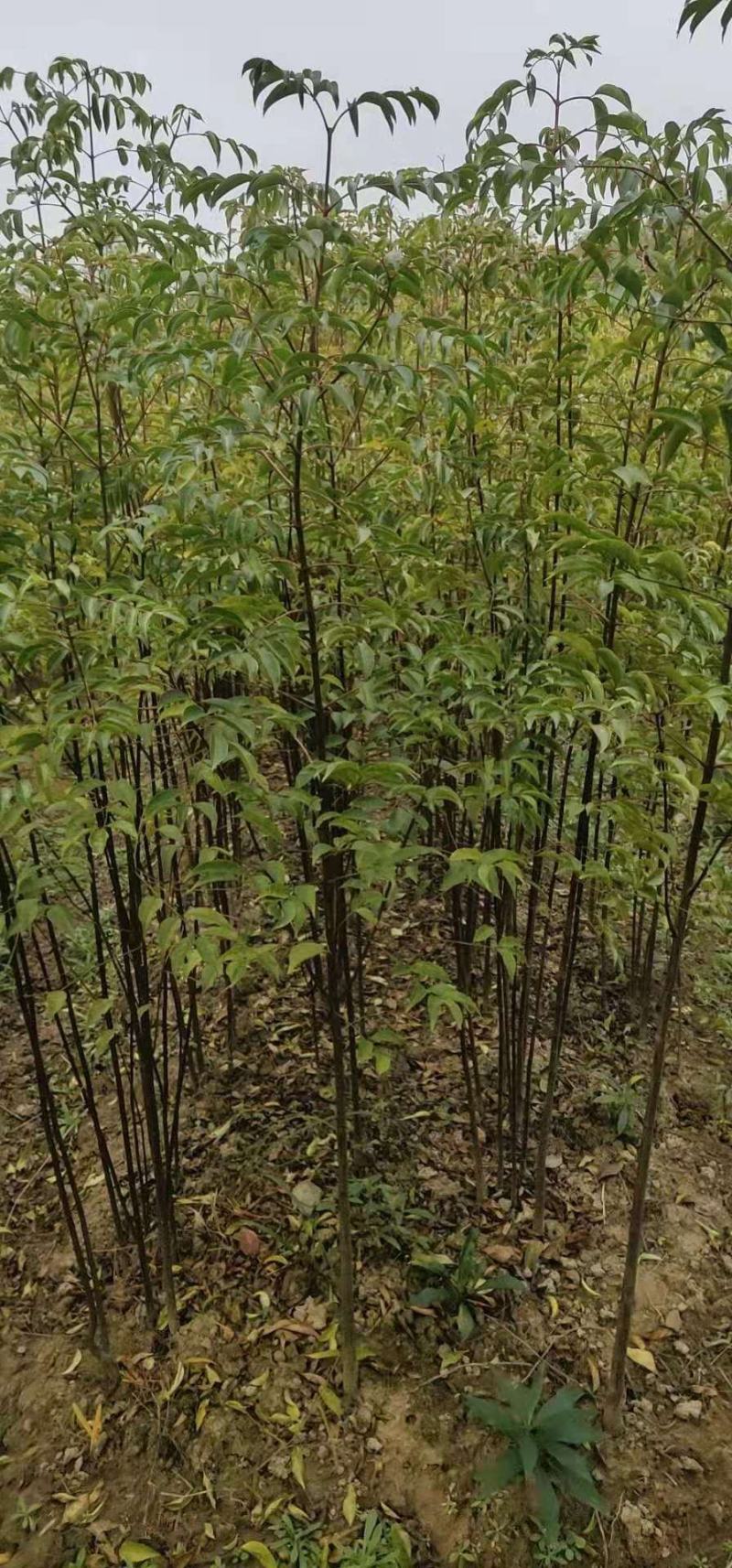 野鸦椿野鸦椿树苗1一4公分有现货供应！