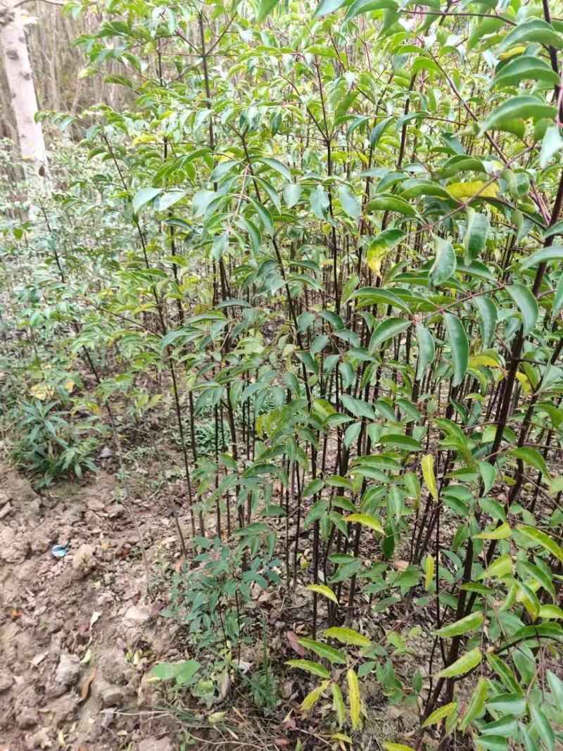 野鸦椿野鸦椿树苗1一4公分有现货供应！