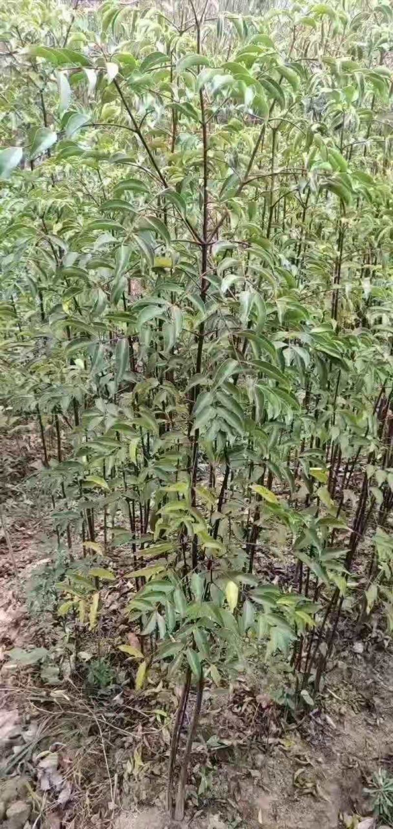 野鸦椿野鸦椿树苗1一4公分有现货供应！