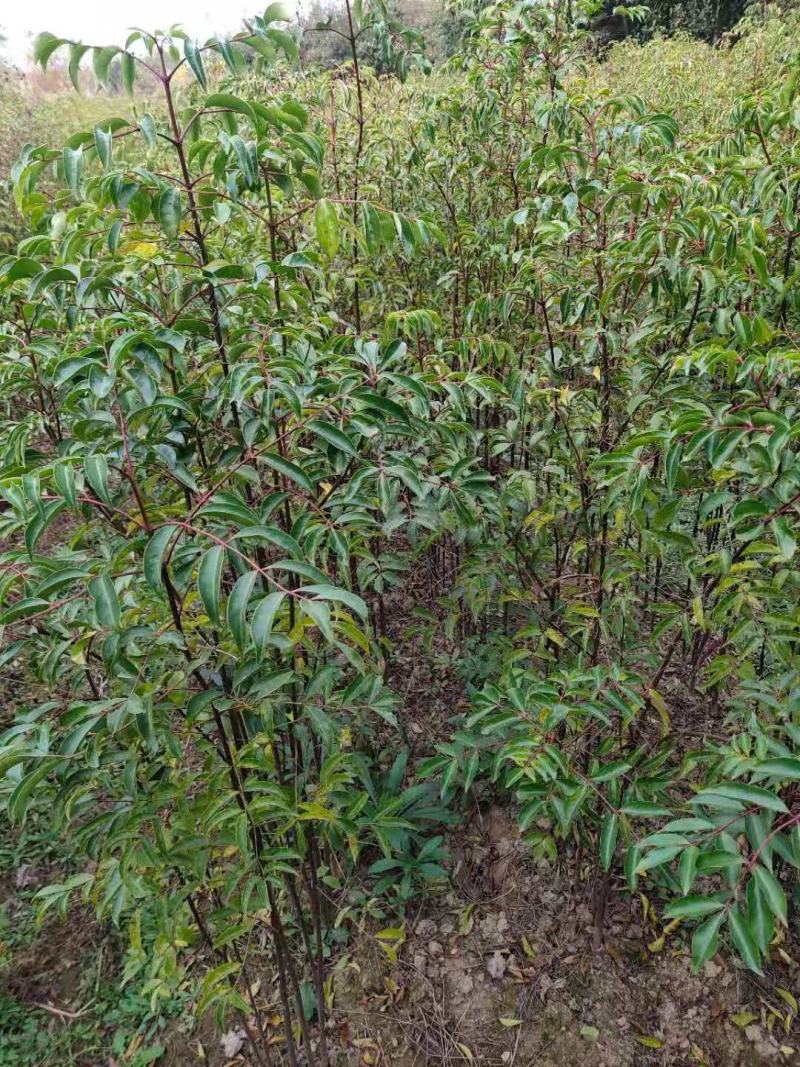 野鸦椿野鸦椿树苗1一4公分有现货供应！