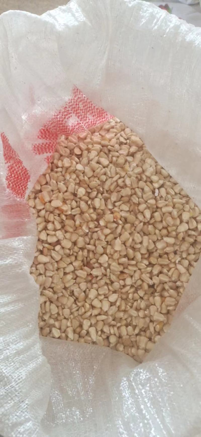 【牛商推荐】白玉米粒，产地一手货源，对接大型批发商