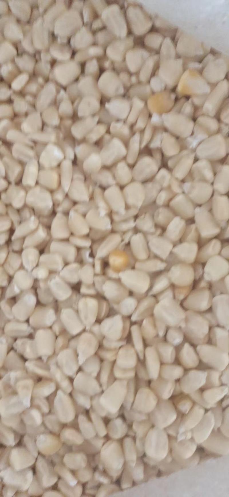 【牛商推荐】白玉米粒，产地一手货源，对接大型批发商