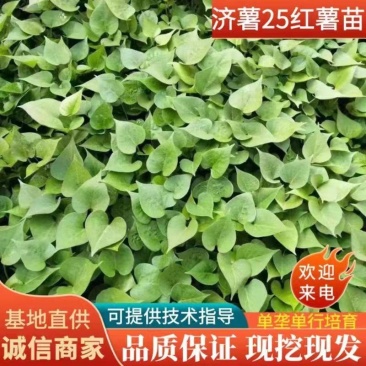 脱毒商薯19红薯苗，可免费提供技术指导，单垄单行培育