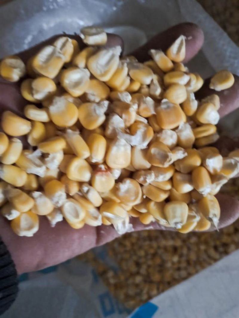 【大量批发】糯玉米粒，产地货源，价格优惠，来电咨询有优惠