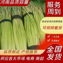 精品蒜苔，红帽蒜苔，市场，超市，电商直供