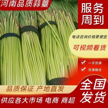 精品蒜苔，红帽蒜苔，市场，超市，电商直供