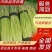 精品蒜苔，红帽蒜苔，市场，超市，电商直供