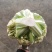 精品散花大量有货