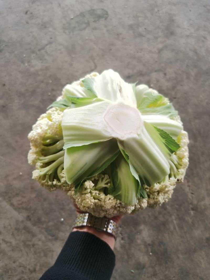 精品散花大量有货