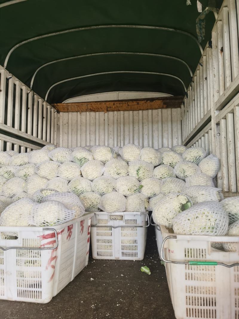 精品散花大量有货