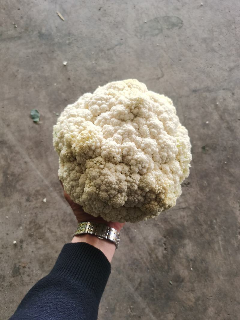 精品散花大量有货