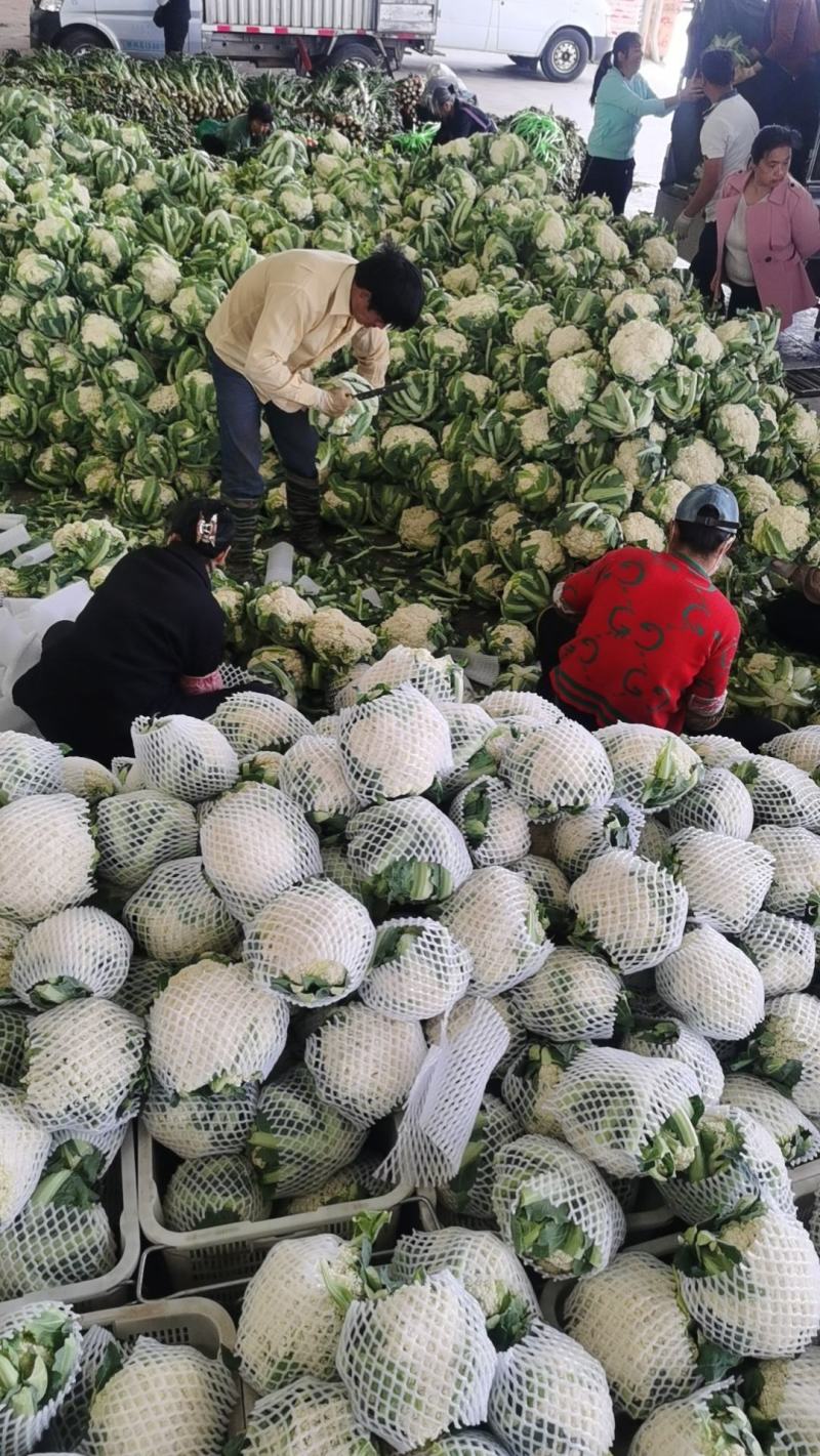 精品散花大量有货