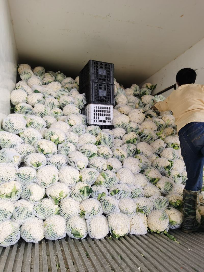 精品散花大量有货