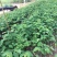 以色列释迦苗木红释迦苗木场地直供欢迎考察