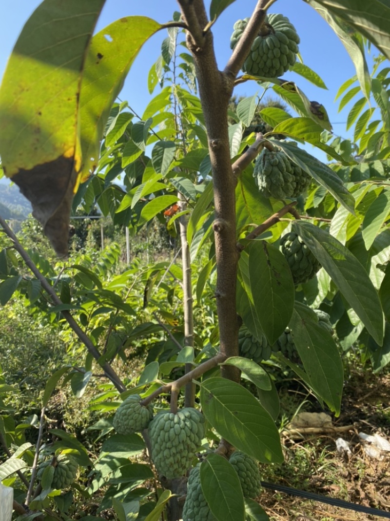 以色列释迦苗木红释迦苗木场地直供欢迎考察