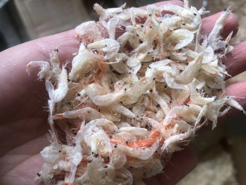 山东当地虾皮，咸虾皮量大从优欢迎全国老板前来考察洽谈