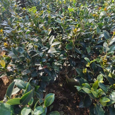 四季茶花