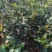 四季茶花