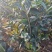 四季茶花