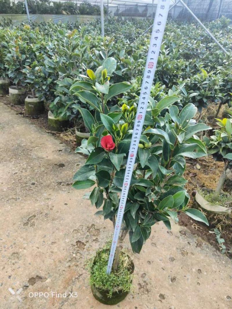 四季茶花