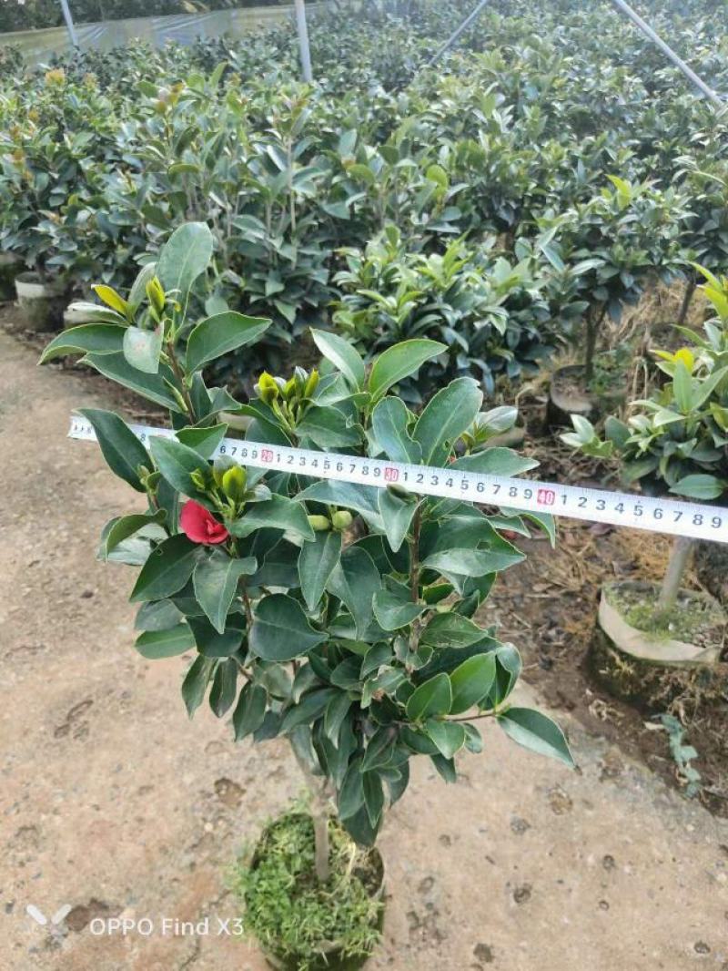 四季茶花