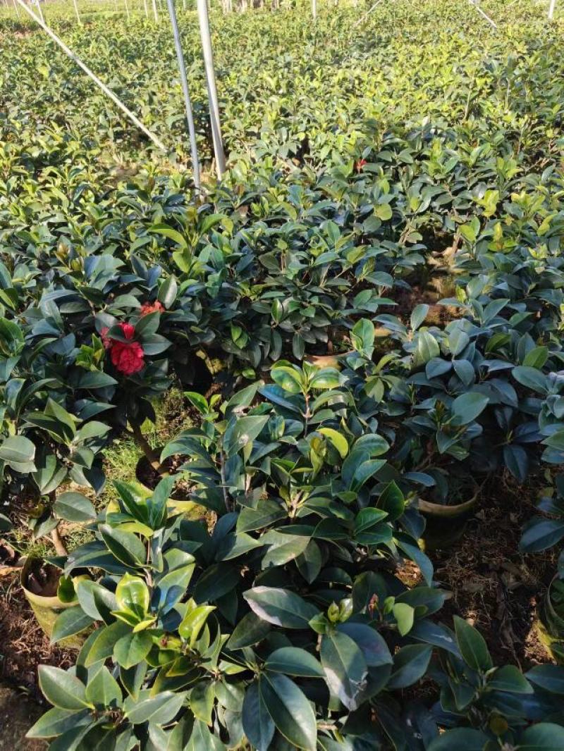 四季茶花