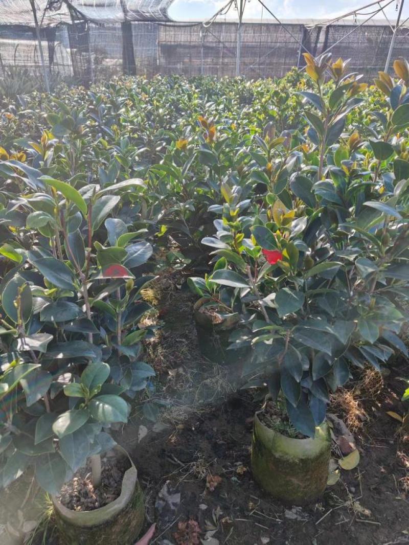 四季茶花